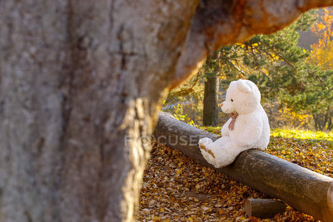 focused 177543560 stock photo white teddy bear sitting dead